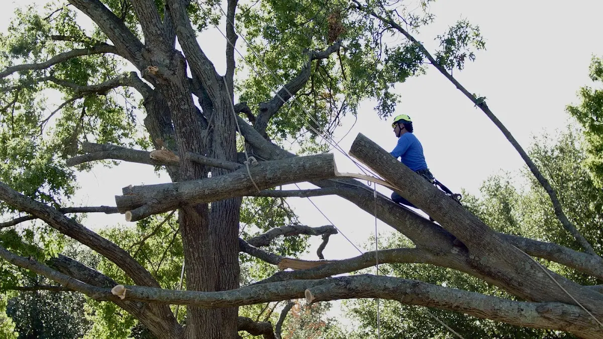 Professional Hazardous Tree Removal performed by certified arborists in Sullivan